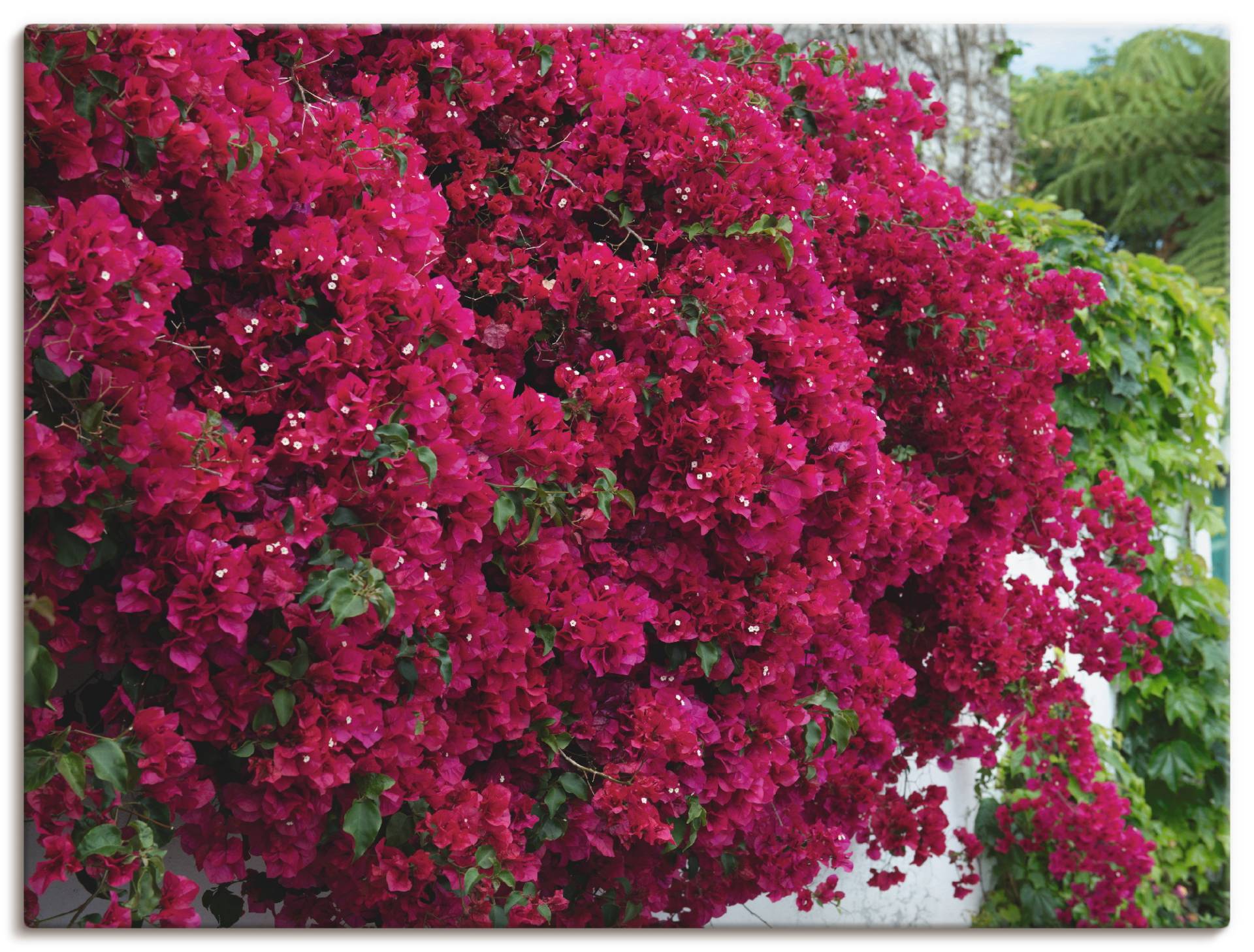 Artland Leinwandbild »Blumen«, Blumen, (1 St.), auf Keilrahmen gespannt von Artland