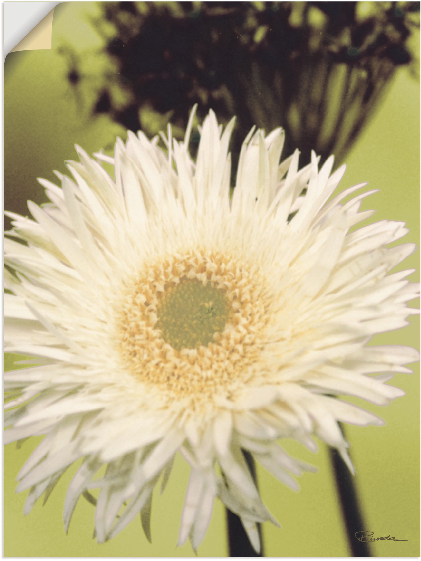 Artland Leinwandbild »Eine vor grün - Gerbera«, Blumenbilder, (1 St.), auf Keilrahmen gespannt von Artland