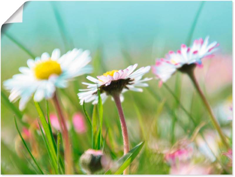 Artland Leinwandbild »Gänseblümchen Romantik«, Blumen, (1 St.), auf Keilrahmen gespannt von Artland