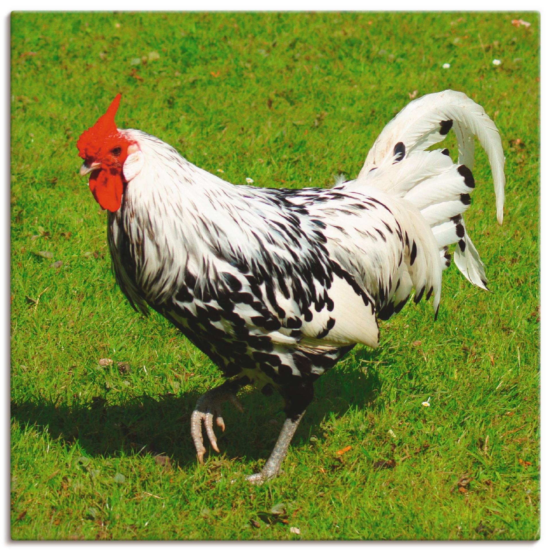 Artland Leinwandbild »Gepunktetes Huhn«, Vögel, (1 St.), auf Keilrahmen gespannt von Artland