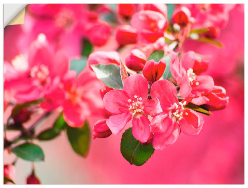 Artland Leinwandbild »Holzapfelblüte 1«, Blumen, (1 St.), auf Keilrahmen gespannt von Artland