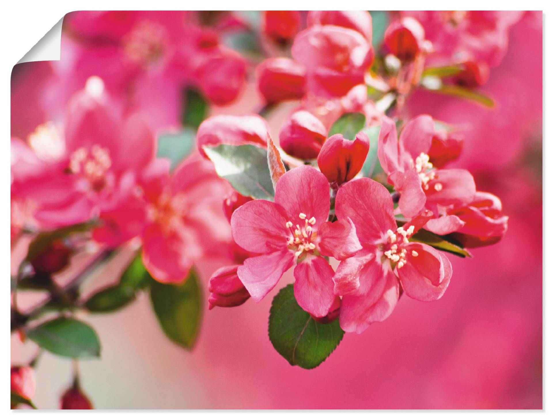 Artland Leinwandbild »Holzapfelblüte 1«, Blumen, (1 St.), auf Keilrahmen gespannt von Artland