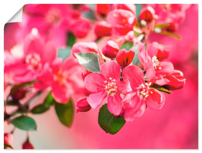 Artland Leinwandbild »Holzapfelblüte 1«, Blumen, (1 St.), auf Keilrahmen gespannt von Artland