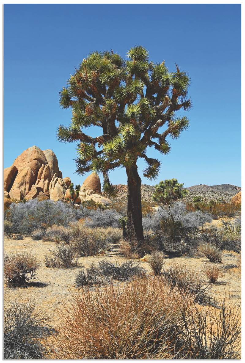 Artland Leinwandbild »Joshua Tree in der Mojave Wüste III«, Wüste, (1 St.), auf Keilrahmen gespannt von Artland