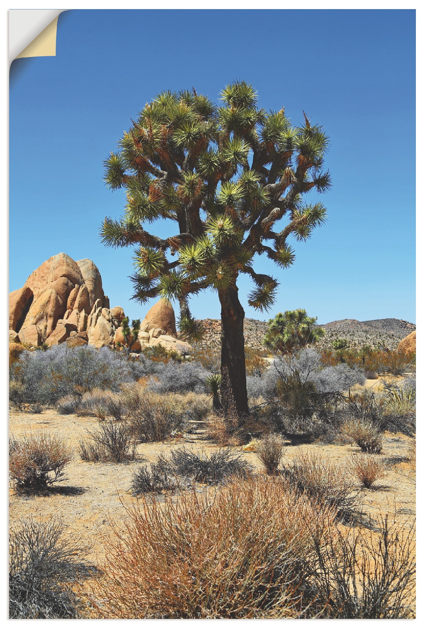 Artland Leinwandbild »Joshua Tree in der Mojave Wüste III«, Wüste, (1 St.), auf Keilrahmen gespannt von Artland