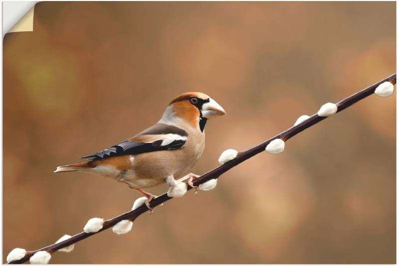 Artland Leinwandbild »Kernbeisser«, Vogelbilder, (1 St.), auf Keilrahmen gespannt von Artland