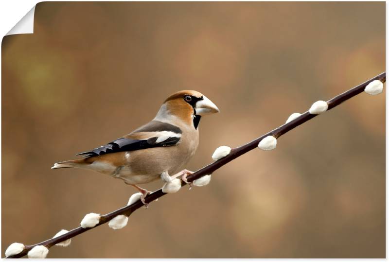 Artland Leinwandbild »Kernbeisser«, Vogelbilder, (1 St.), auf Keilrahmen gespannt von Artland