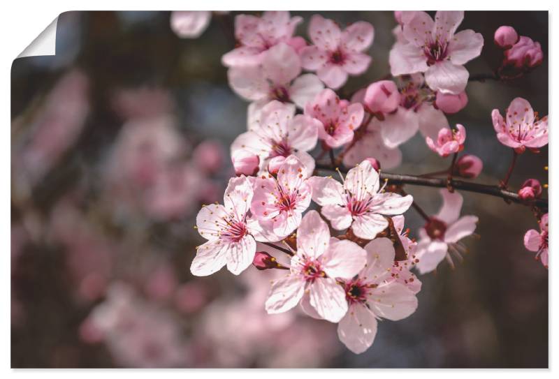 Artland Leinwandbild »Kirschblüten Nahaufnahme im Sonnenlicht«, Blumen, (1 St.), auf Keilrahmen gespannt von Artland