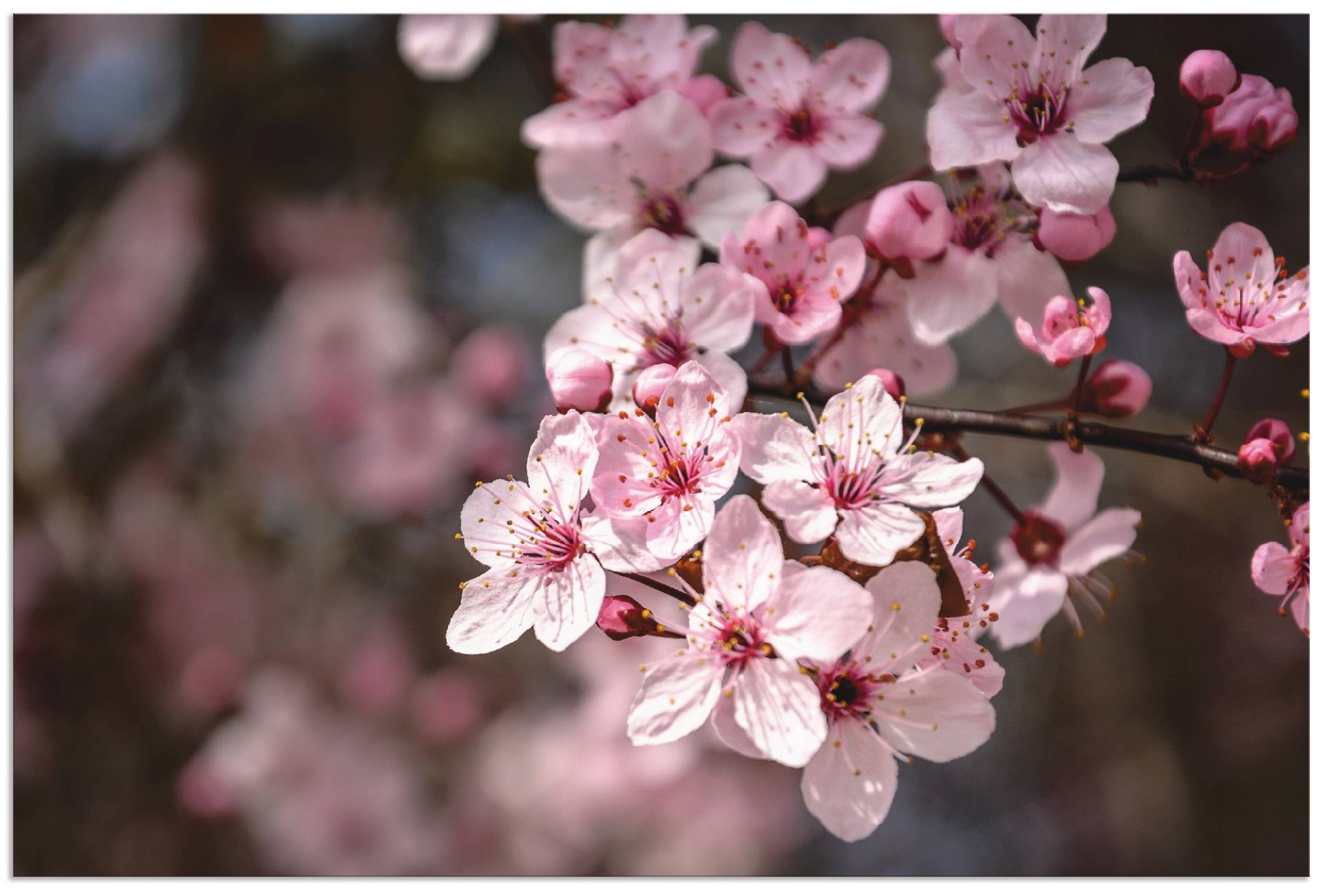 Artland Leinwandbild »Kirschblüten Nahaufnahme im Sonnenlicht«, Blumen, (1 St.), auf Keilrahmen gespannt von Artland