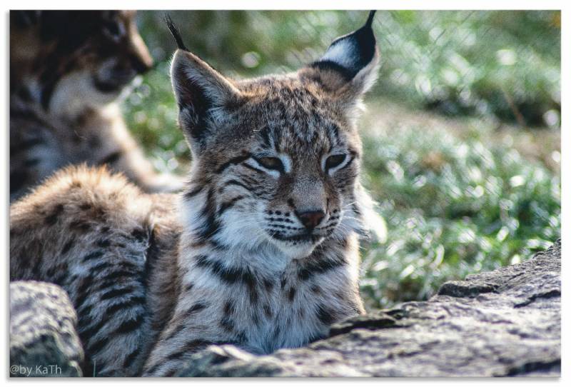 Artland Leinwandbild »Luchs«, Wildtiere, (1 St.), auf Keilrahmen gespannt von Artland