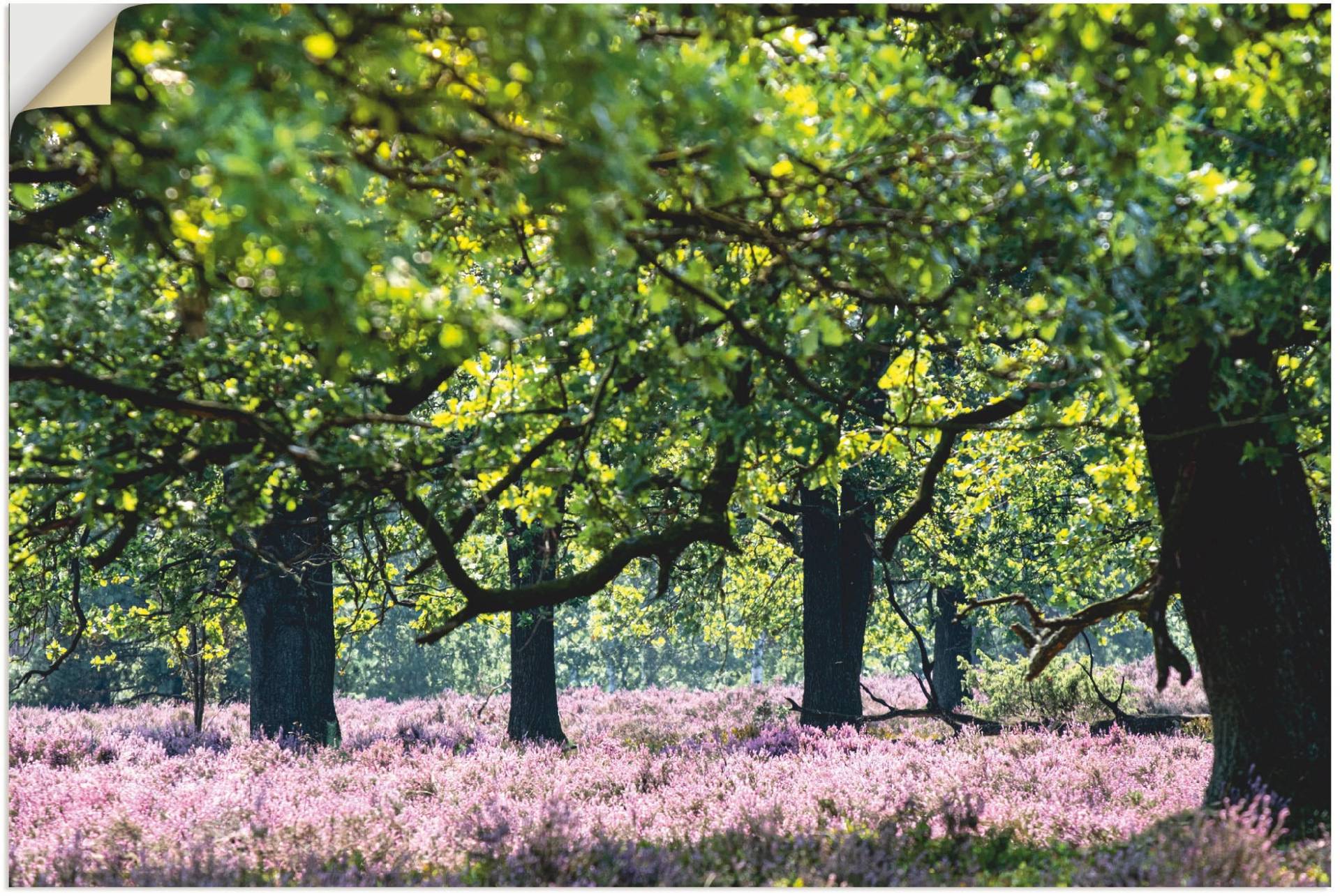 Artland Leinwandbild »Lüneburger Heide«, Wiesen & Baumbilder, (1 St.), auf Keilrahmen gespannt von Artland