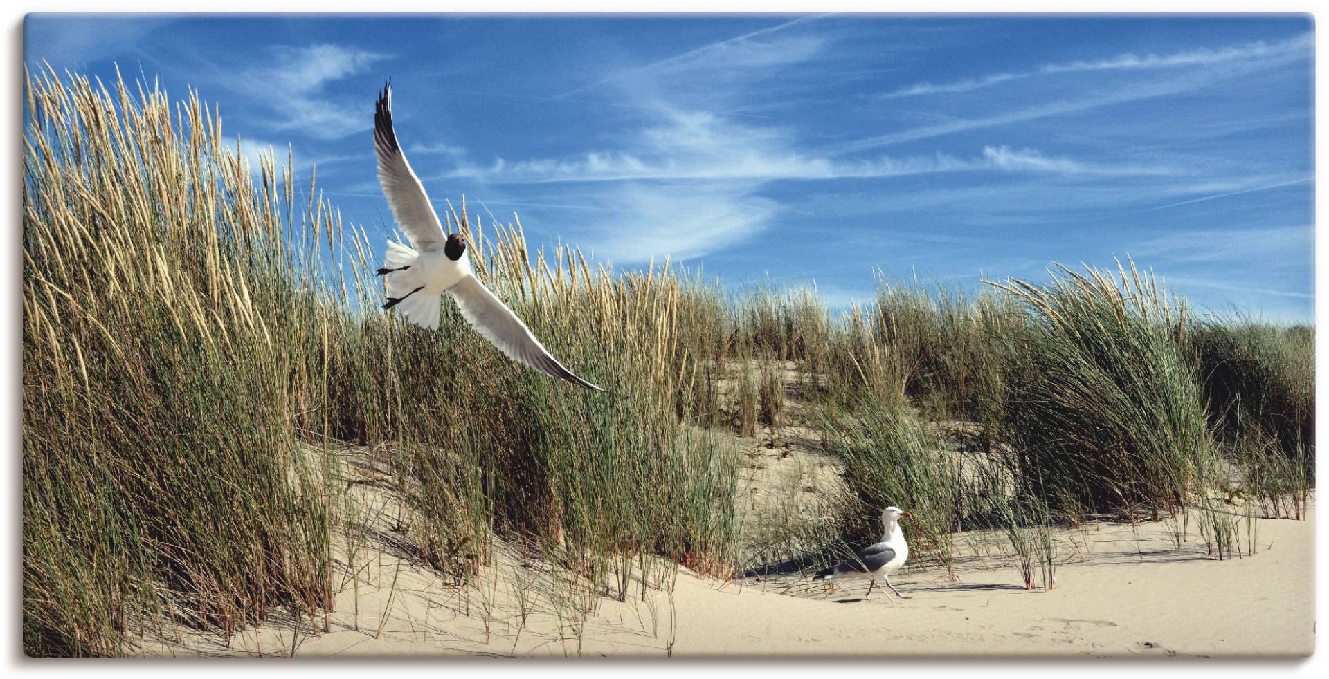 Artland Leinwandbild »Möwe und Seeschwalbe in Dünenlandschaft«, Vögel, (1 St.), auf Keilrahmen gespannt von Artland