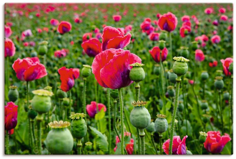 Artland Leinwandbild »Mohnblumen Nahaufnahme«, Blumenwiese, (1 St.), auf Keilrahmen gespannt von Artland