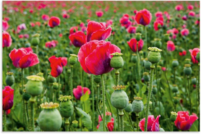 Artland Leinwandbild »Mohnblumen Nahaufnahme«, Blumenwiese, (1 St.), auf Keilrahmen gespannt von Artland