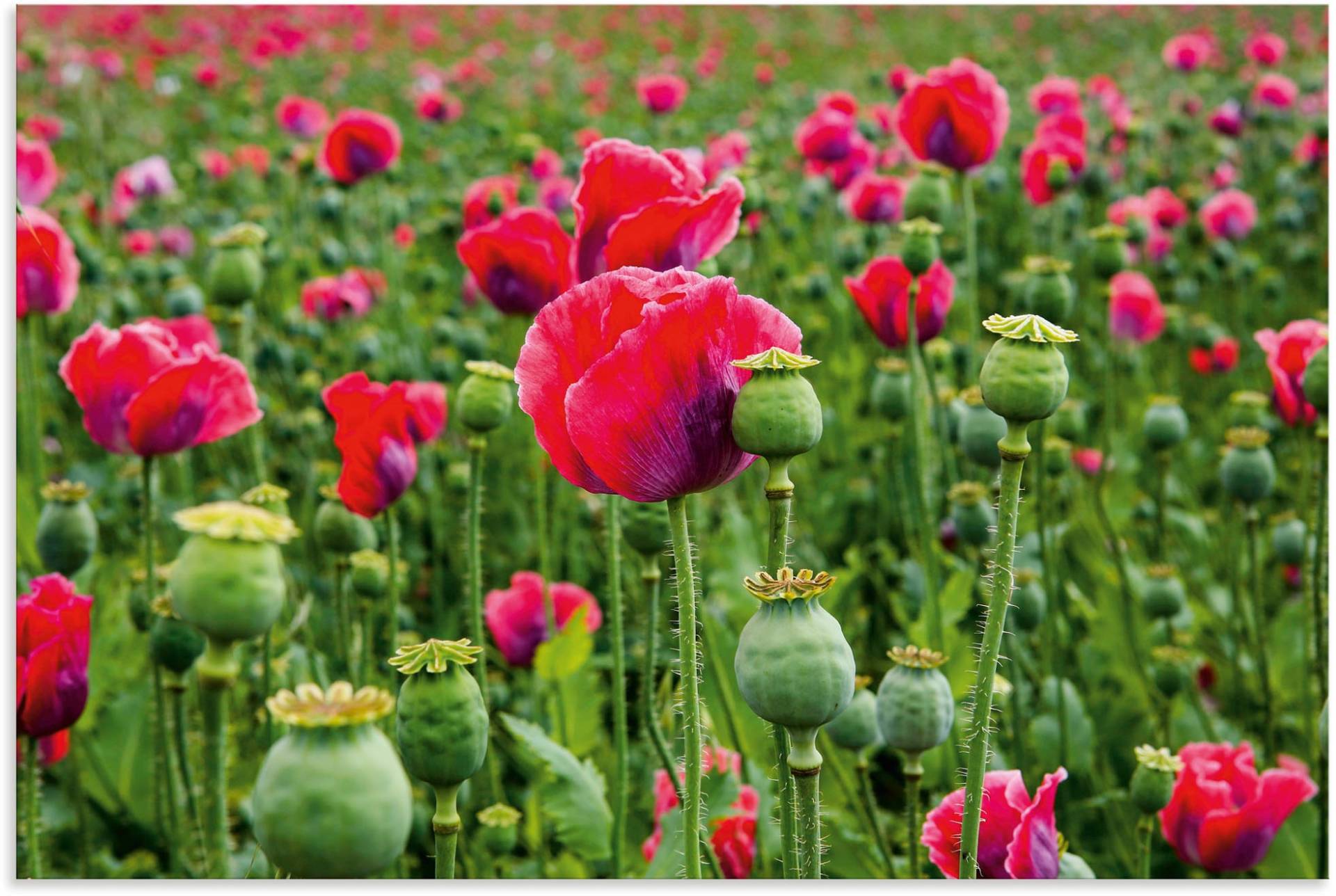 Artland Leinwandbild »Mohnblumen Nahaufnahme«, Blumenwiese, (1 St.), auf Keilrahmen gespannt von Artland