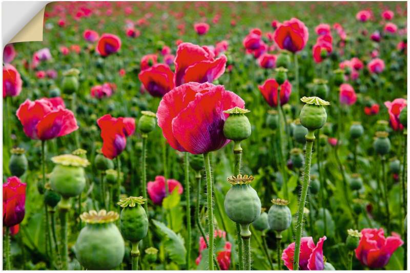 Artland Leinwandbild »Mohnblumen Nahaufnahme«, Blumenwiese, (1 St.), auf Keilrahmen gespannt von Artland