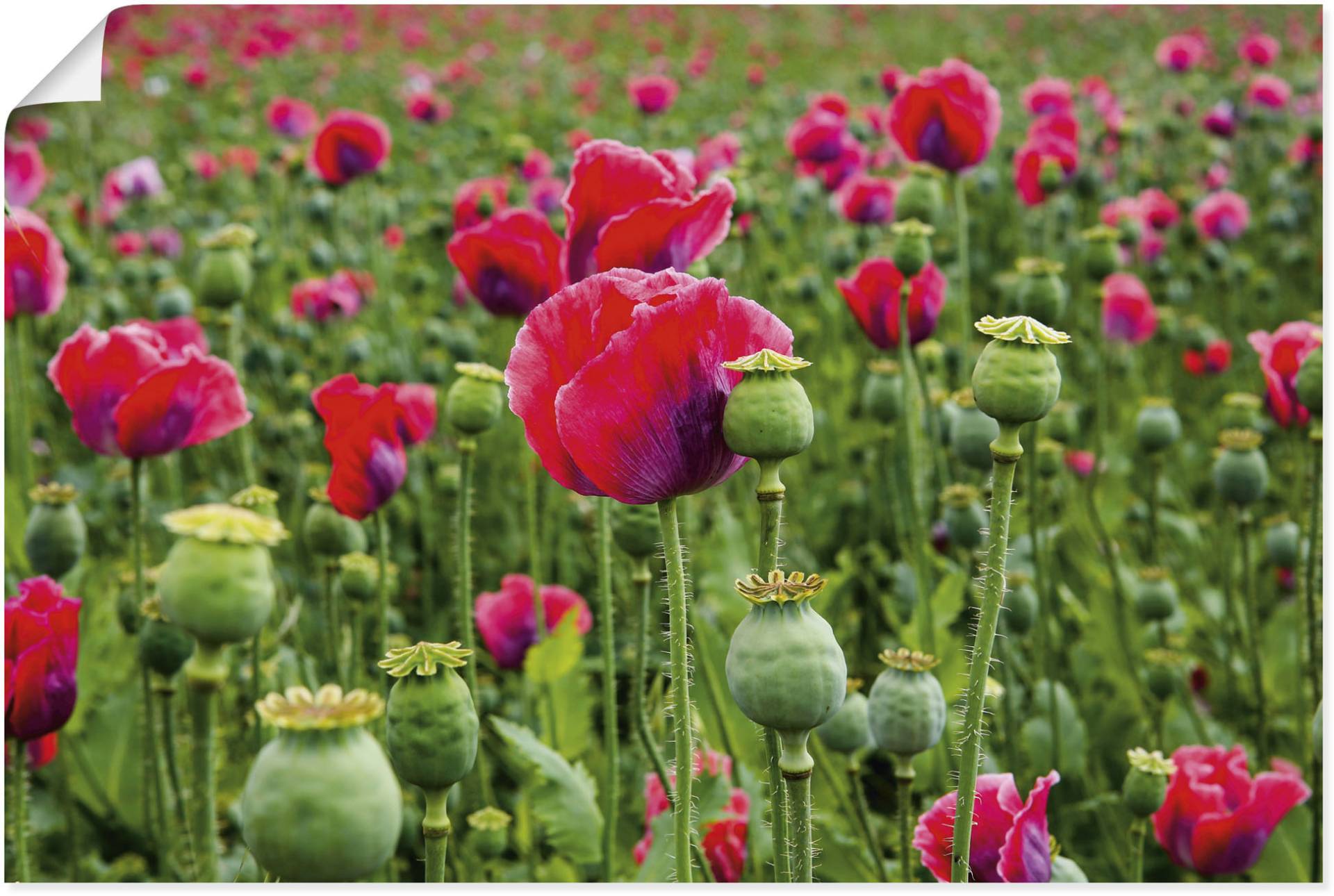 Artland Leinwandbild »Mohnblumen Nahaufnahme«, Blumenwiese, (1 St.), auf Keilrahmen gespannt von Artland