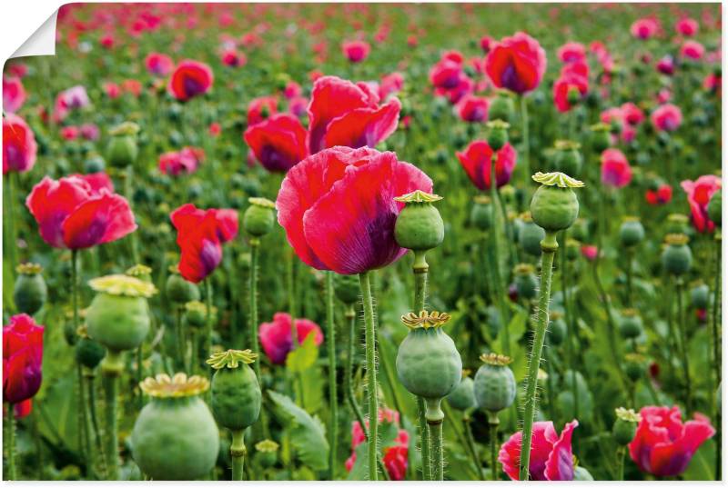 Artland Leinwandbild »Mohnblumen Nahaufnahme«, Blumenwiese, (1 St.), auf Keilrahmen gespannt von Artland