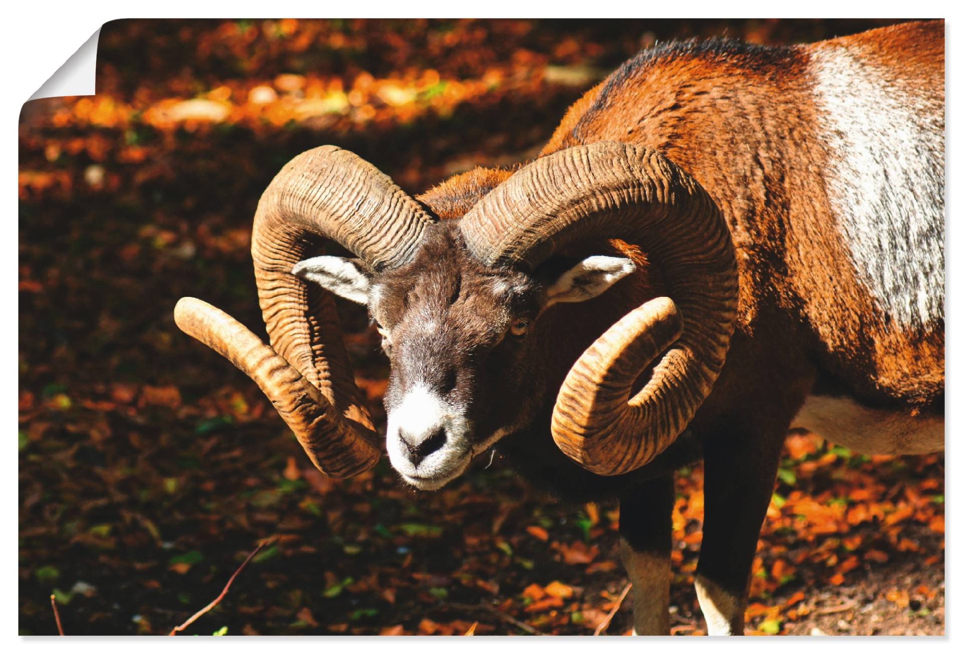 Artland Leinwandbild »Mufflon«, Wildtiere, (1 St.), auf Keilrahmen gespannt von Artland