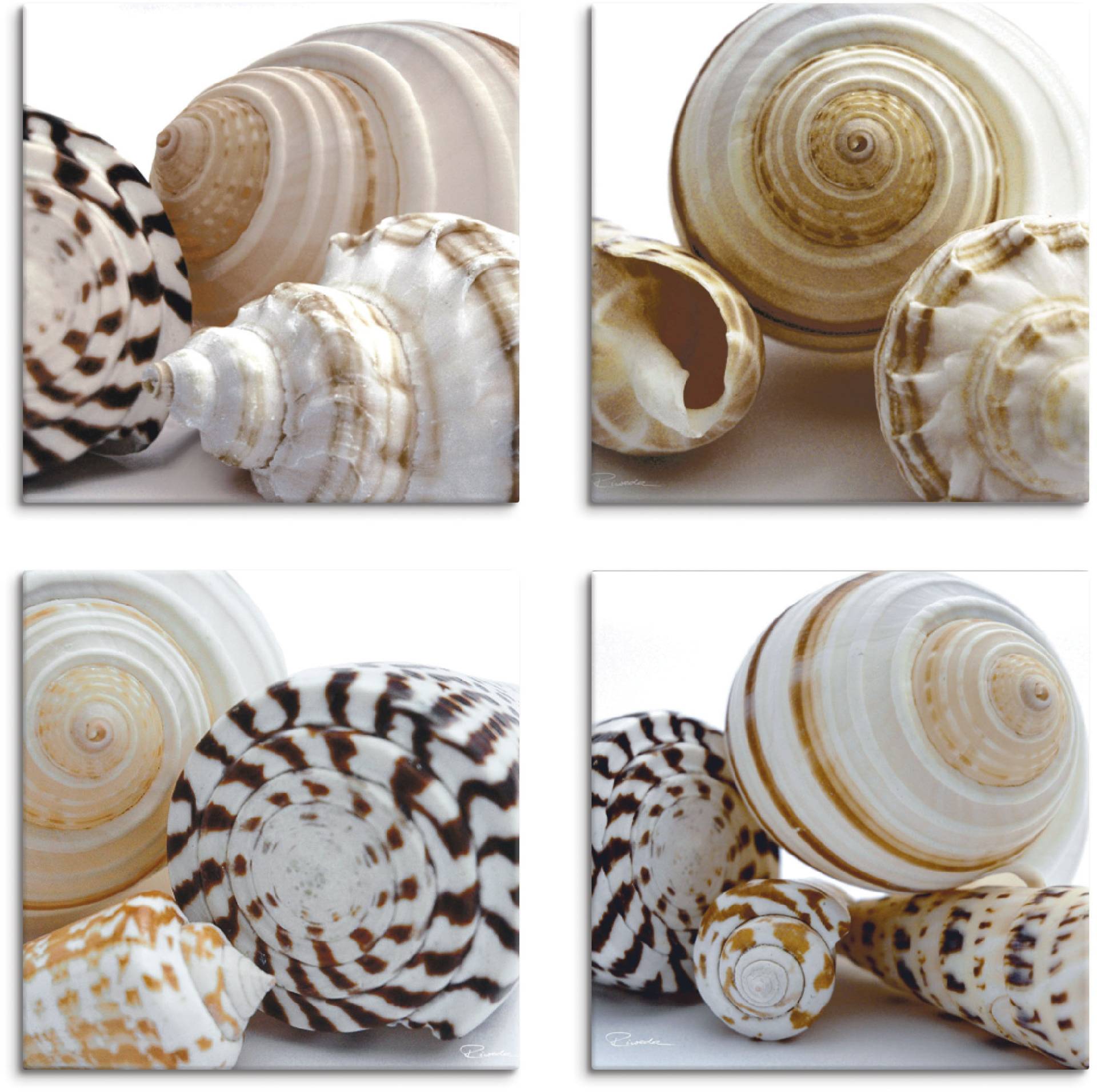 Artland Leinwandbild »Muschelkomposition II, -I, -IV, -III«, Wassertiere, (4 St.), 4er Set, verschiedene Grössen Artland Leinwandbild »Muschelkomposition II, -I, -IV, -III«, Wassertiere, (4 St.), 4er Set, verschiedene Grössen von Artland