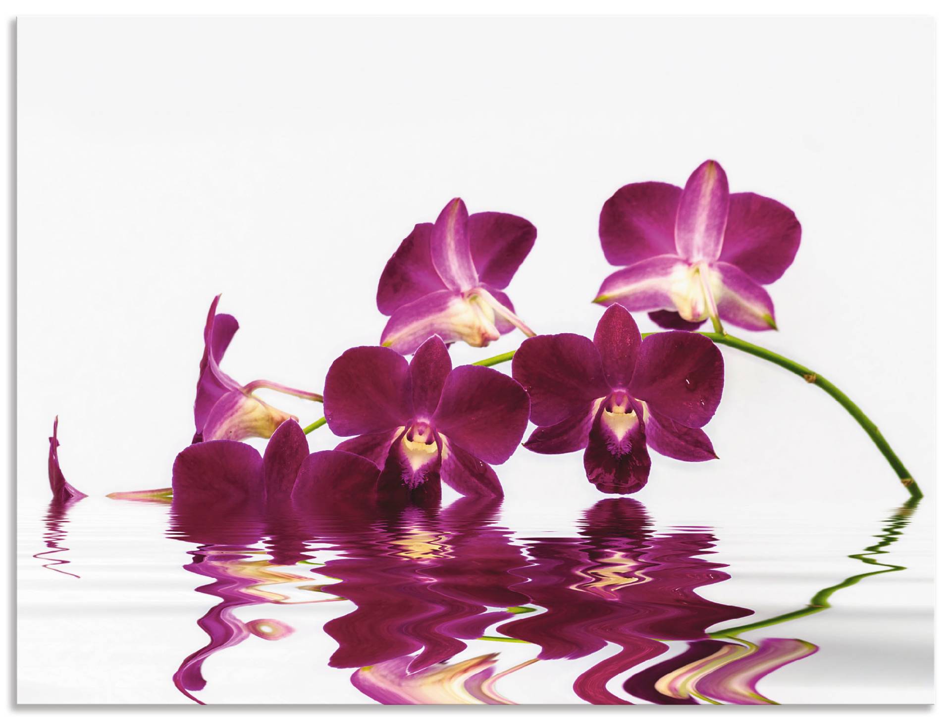 Artland Leinwandbild »Phalaenopsis Orchidee«, Blumen, (1 St.), auf Keilrahmen gespannt von Artland