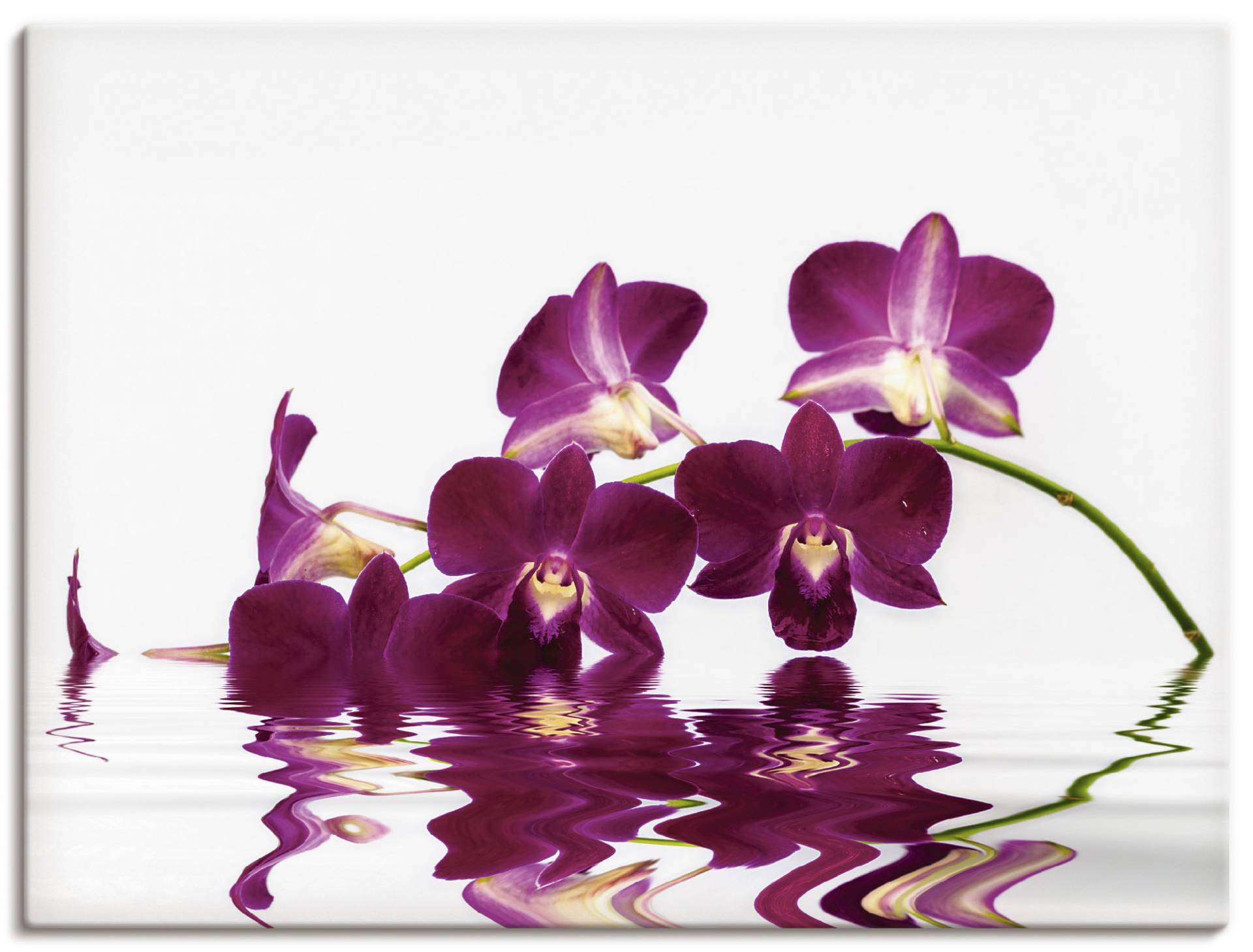 Artland Leinwandbild »Phalaenopsis Orchidee«, Blumen, (1 St.), auf Keilrahmen gespannt von Artland