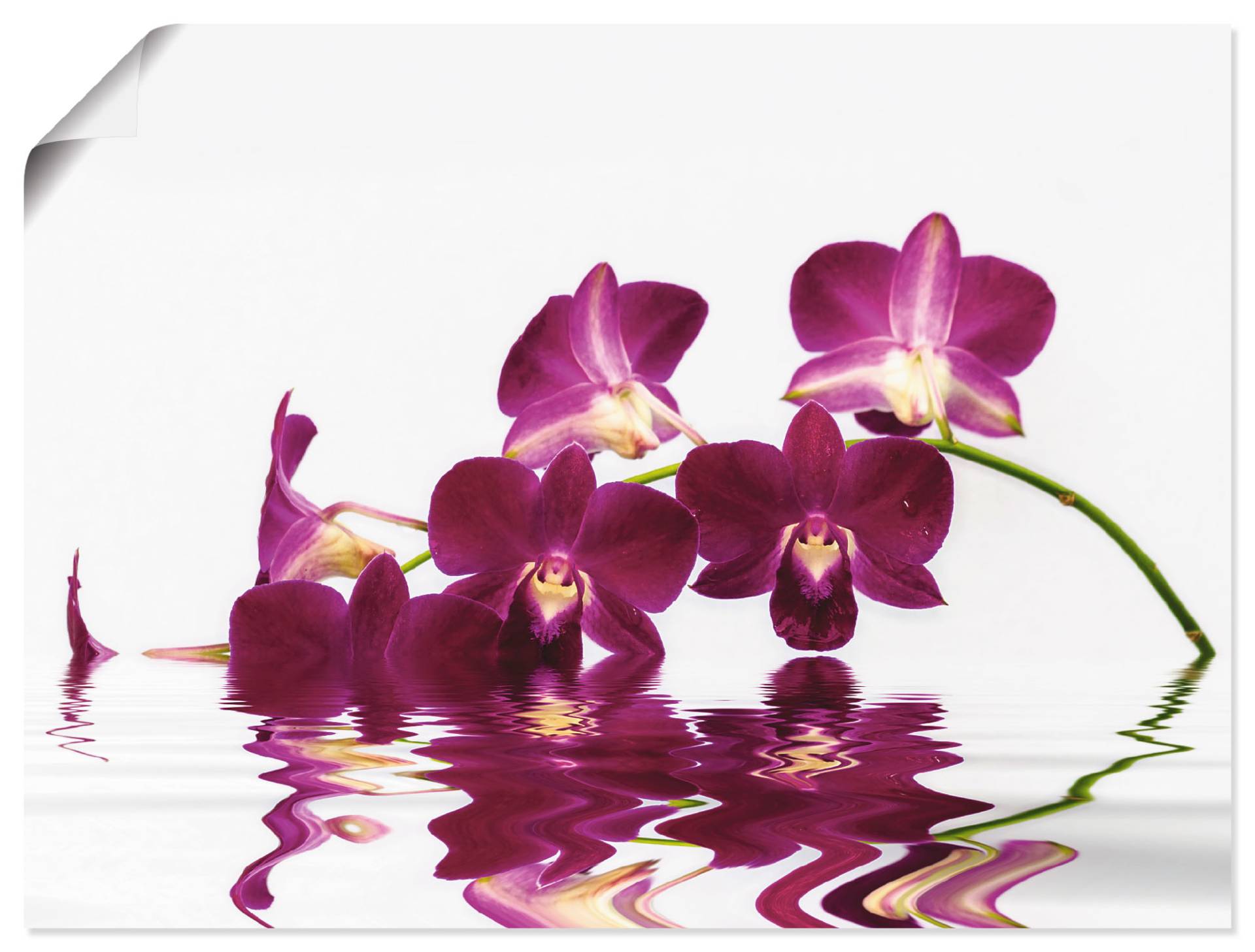 Artland Leinwandbild »Phalaenopsis Orchidee«, Blumen, (1 St.), auf Keilrahmen gespannt von Artland