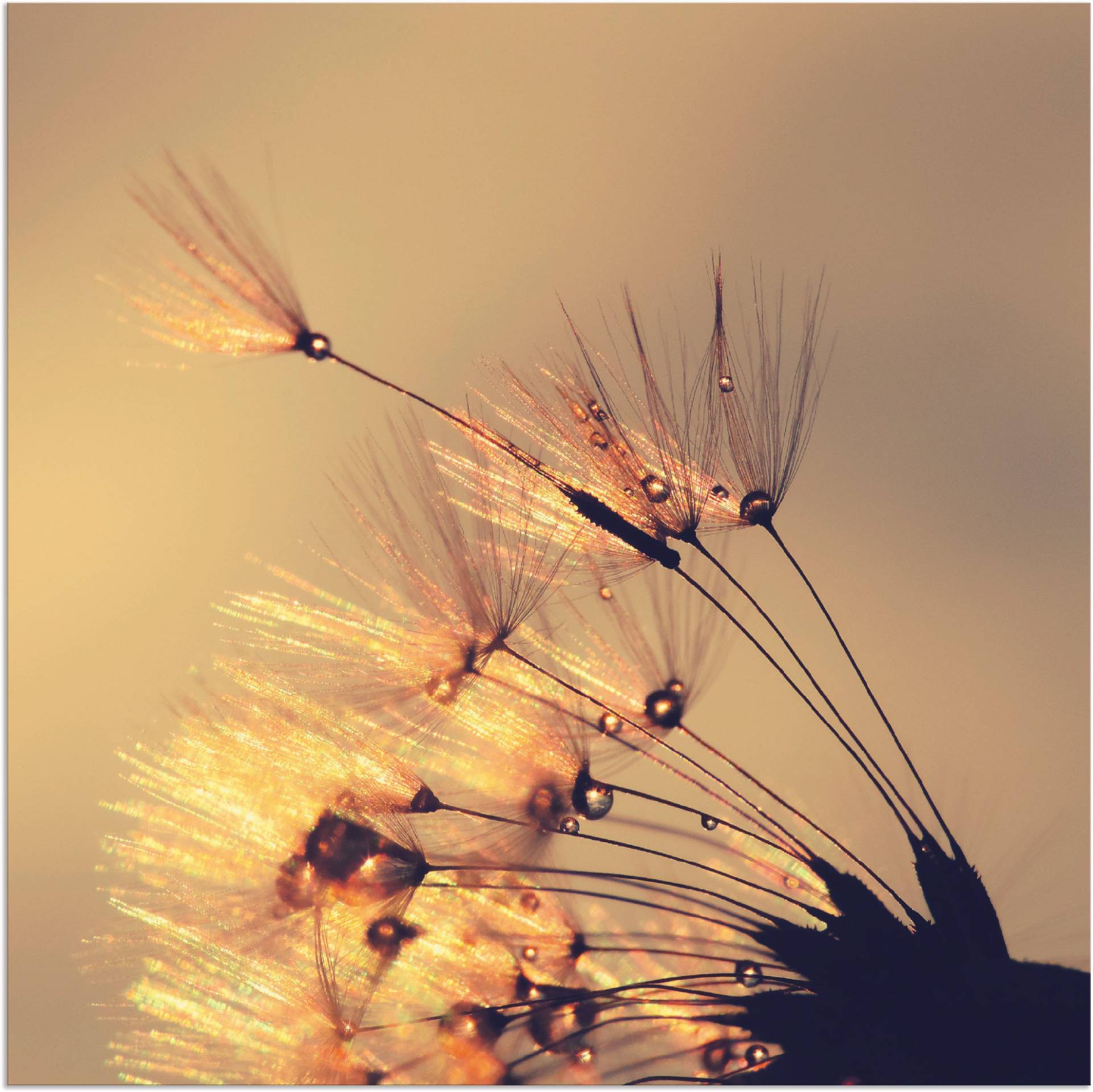 Artland Leinwandbild »Pusteblume Goldene Schirmchen«, Blumen, (1 St.), auf Keilrahmen gespannt von Artland