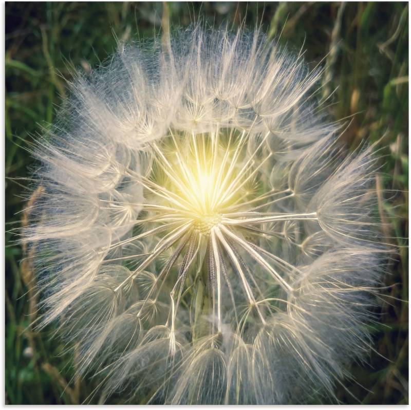 Artland Leinwandbild »Pusteblume Makroaufnahme mit Licht«, Blumenbilder, (1 St.), auf Keilrahmen gespannt von Artland