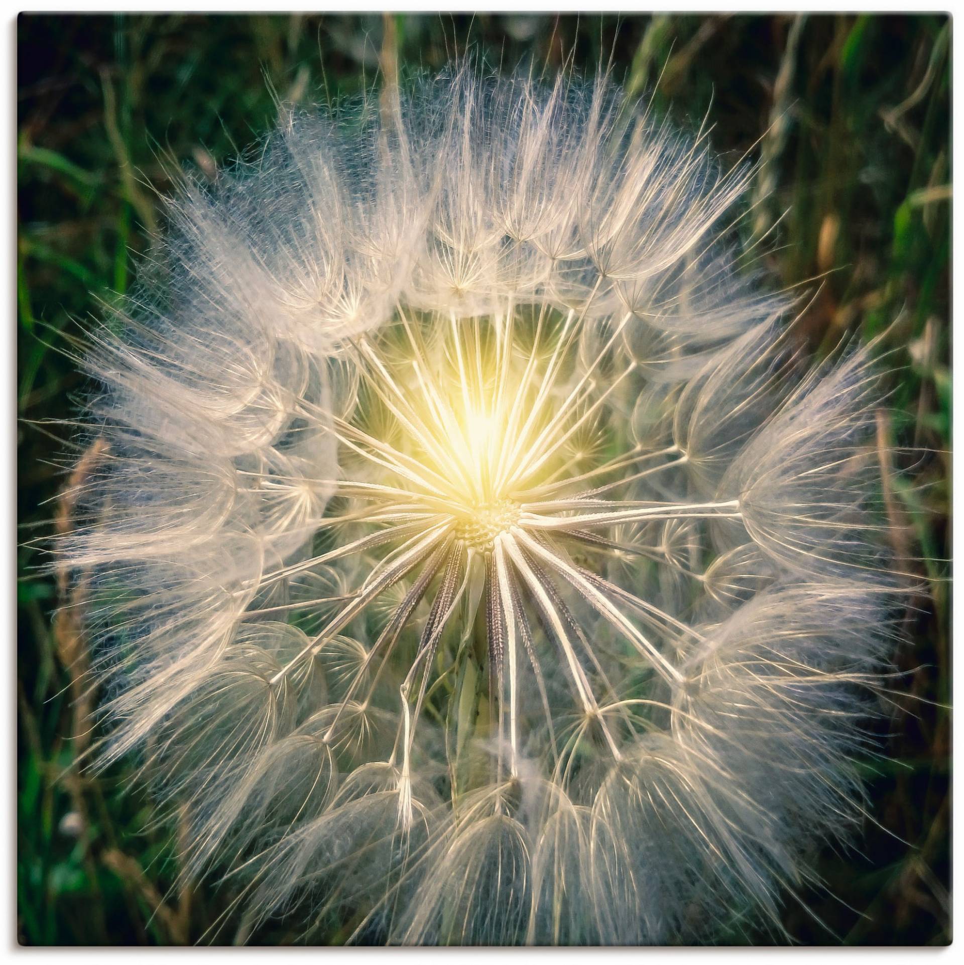 Artland Leinwandbild »Pusteblume Makroaufnahme mit Licht«, Blumenbilder, (1 St.), auf Keilrahmen gespannt von Artland