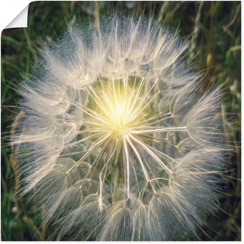 Artland Leinwandbild »Pusteblume Makroaufnahme mit Licht«, Blumenbilder, (1 St.), auf Keilrahmen gespannt von Artland