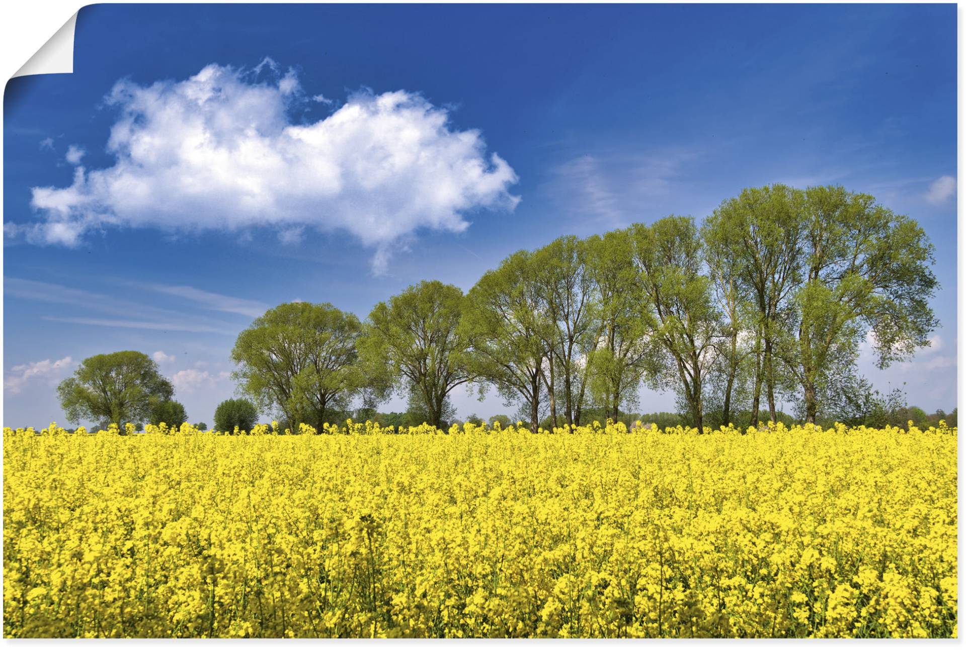 Artland Leinwandbild »Rapsfeld im Frühling«, Felder, (1 St.), auf Keilrahmen gespannt von Artland