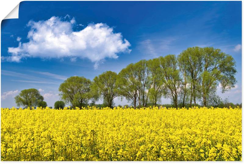 Artland Leinwandbild »Rapsfeld im Frühling«, Felder, (1 St.), auf Keilrahmen gespannt von Artland