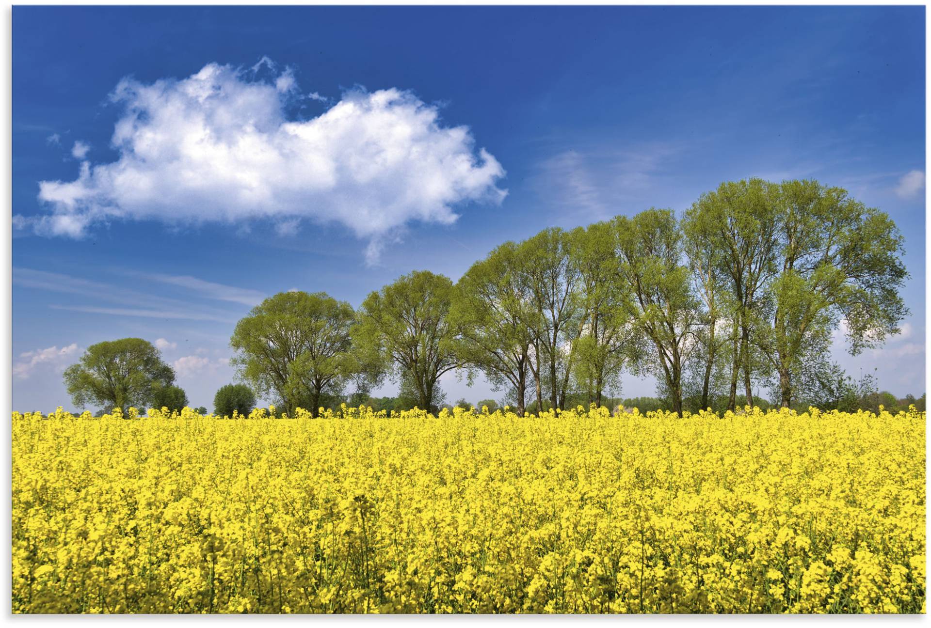 Artland Leinwandbild »Rapsfeld im Frühling«, Felder, (1 St.), auf Keilrahmen gespannt von Artland