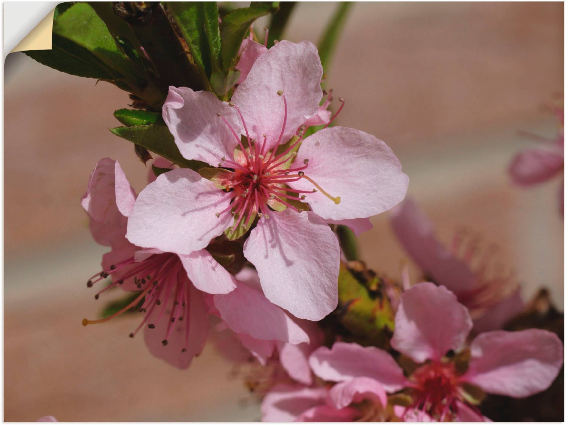 Artland Leinwandbild »Rosafarbene Pfirsichblüten«, Blumen, (1 St.), auf Keilrahmen gespannt von Artland