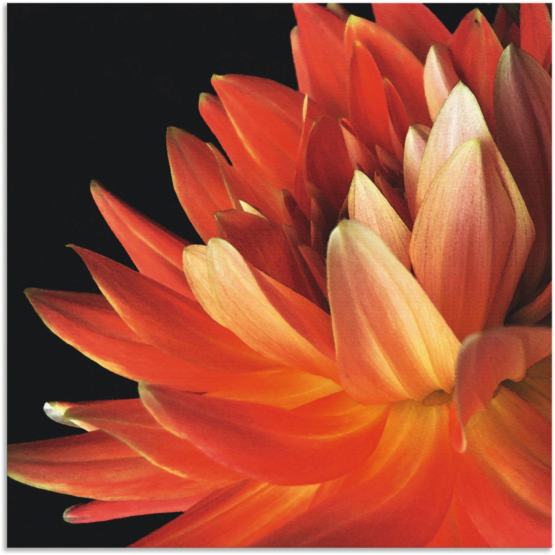 Artland Leinwandbild »Rote Dahlie«, Blumen, (1 St.), auf Keilrahmen gespannt von Artland