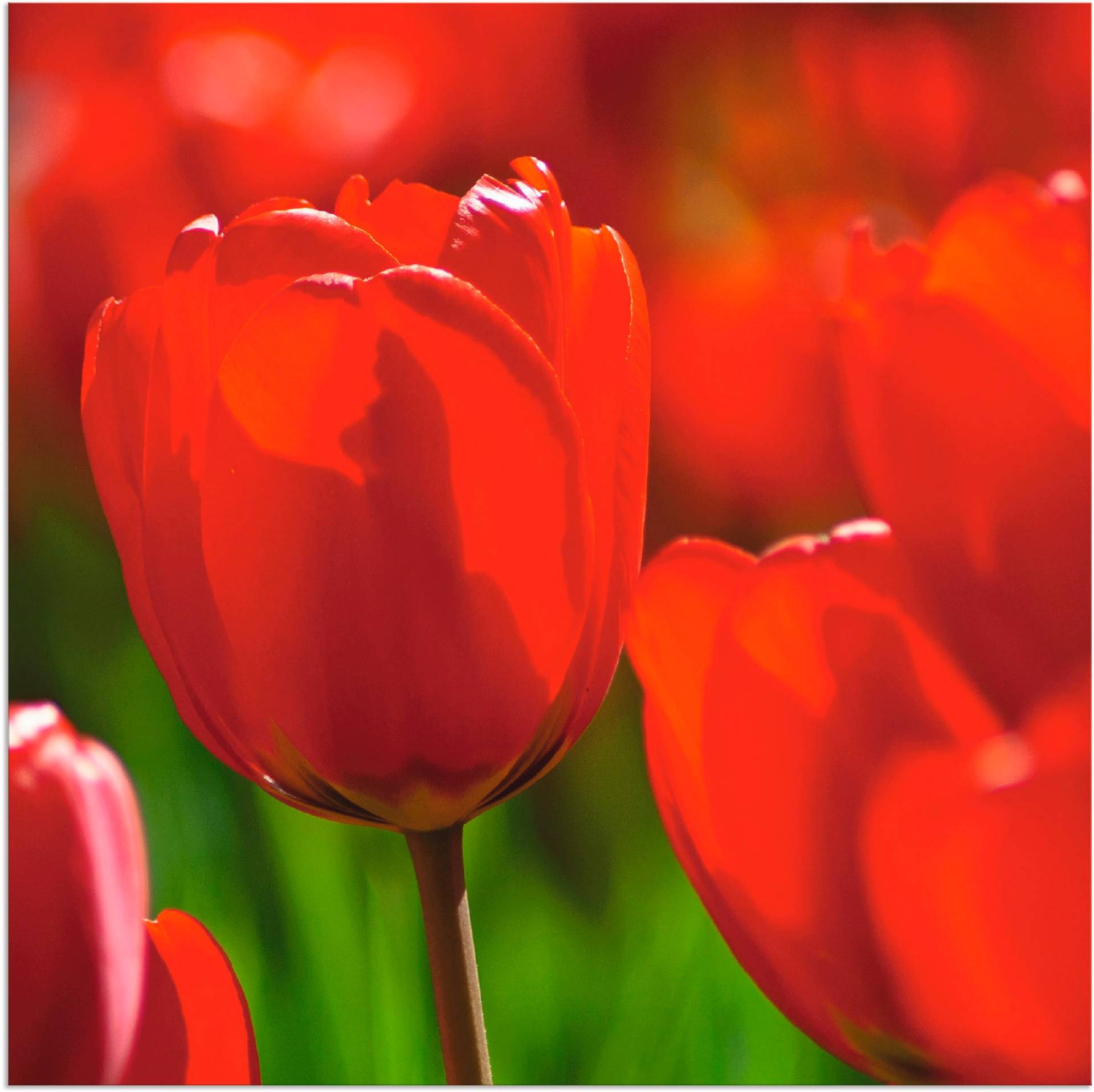 Artland Leinwandbild »Rote Tulpen in der Sonne«, Blumen, (1 St.), auf Keilrahmen gespannt von Artland