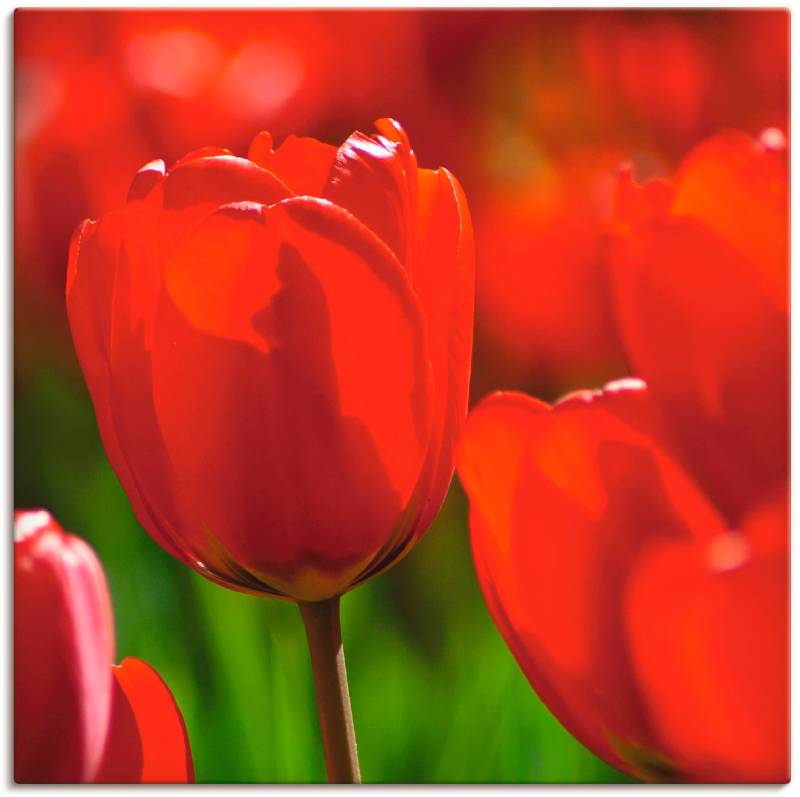 Artland Leinwandbild »Rote Tulpen in der Sonne«, Blumen, (1 St.), auf Keilrahmen gespannt von Artland