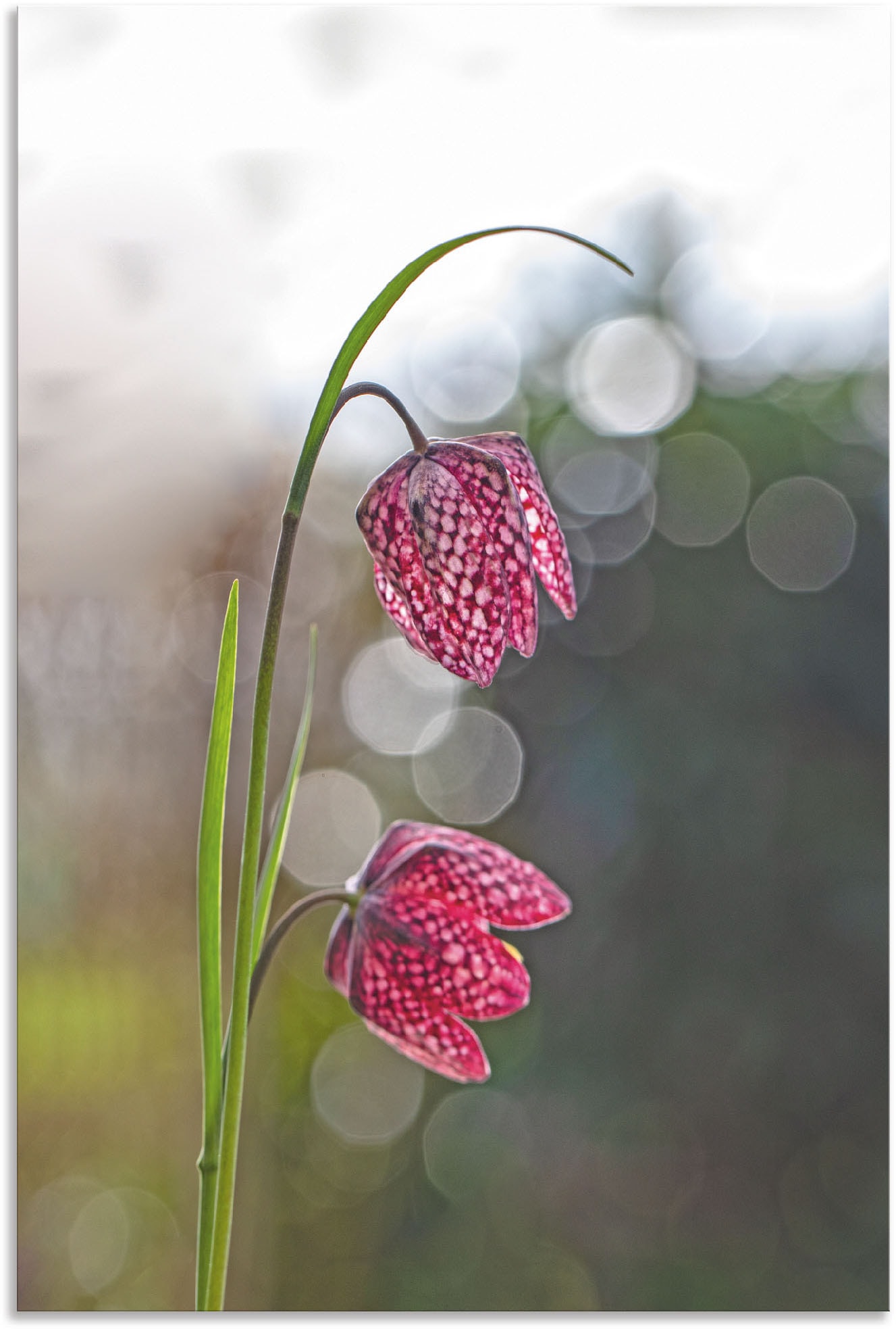 Artland Leinwandbild »Schachbrettblume«, Blumenbilder, (1 St.), auf Keilrahmen gespannt von Artland