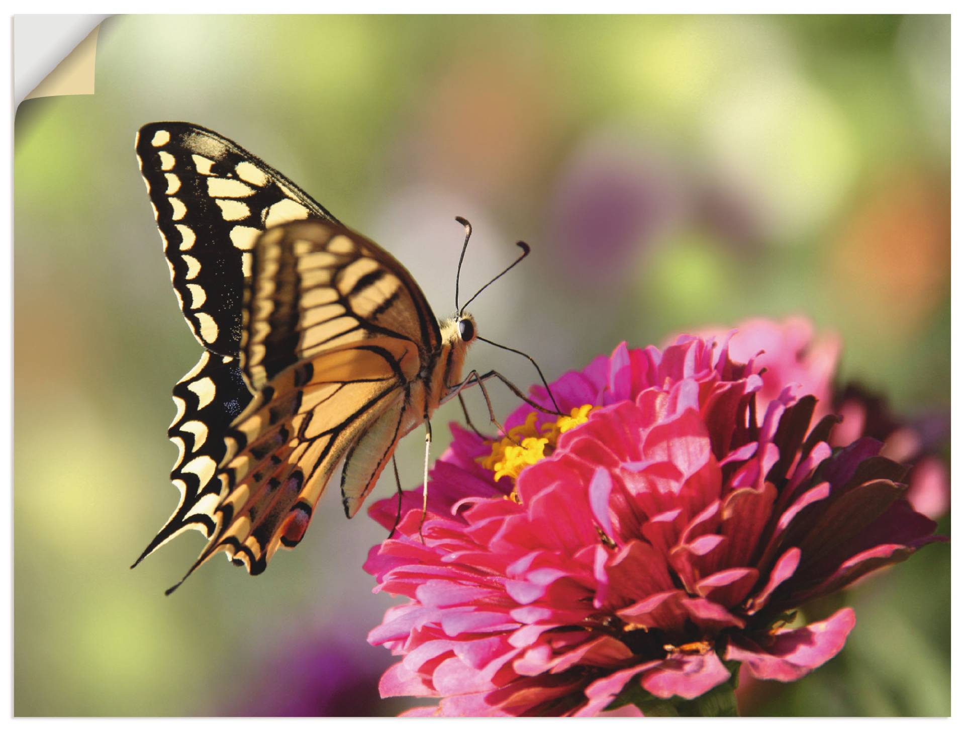 Artland Leinwandbild »Schmetterling«, Insekten, (1 St.), auf Keilrahmen gespannt von Artland