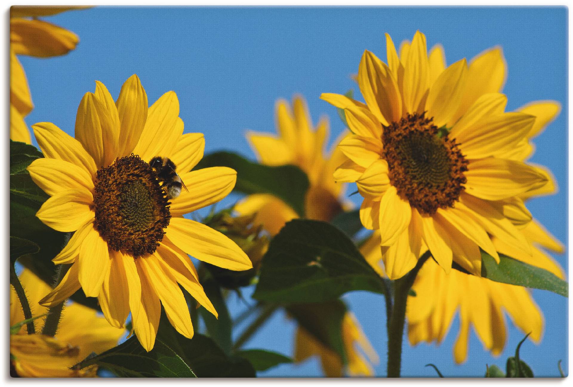 Artland Leinwandbild »Sonnenblumen«, Blumen, (1 St.), auf Keilrahmen gespannt von Artland