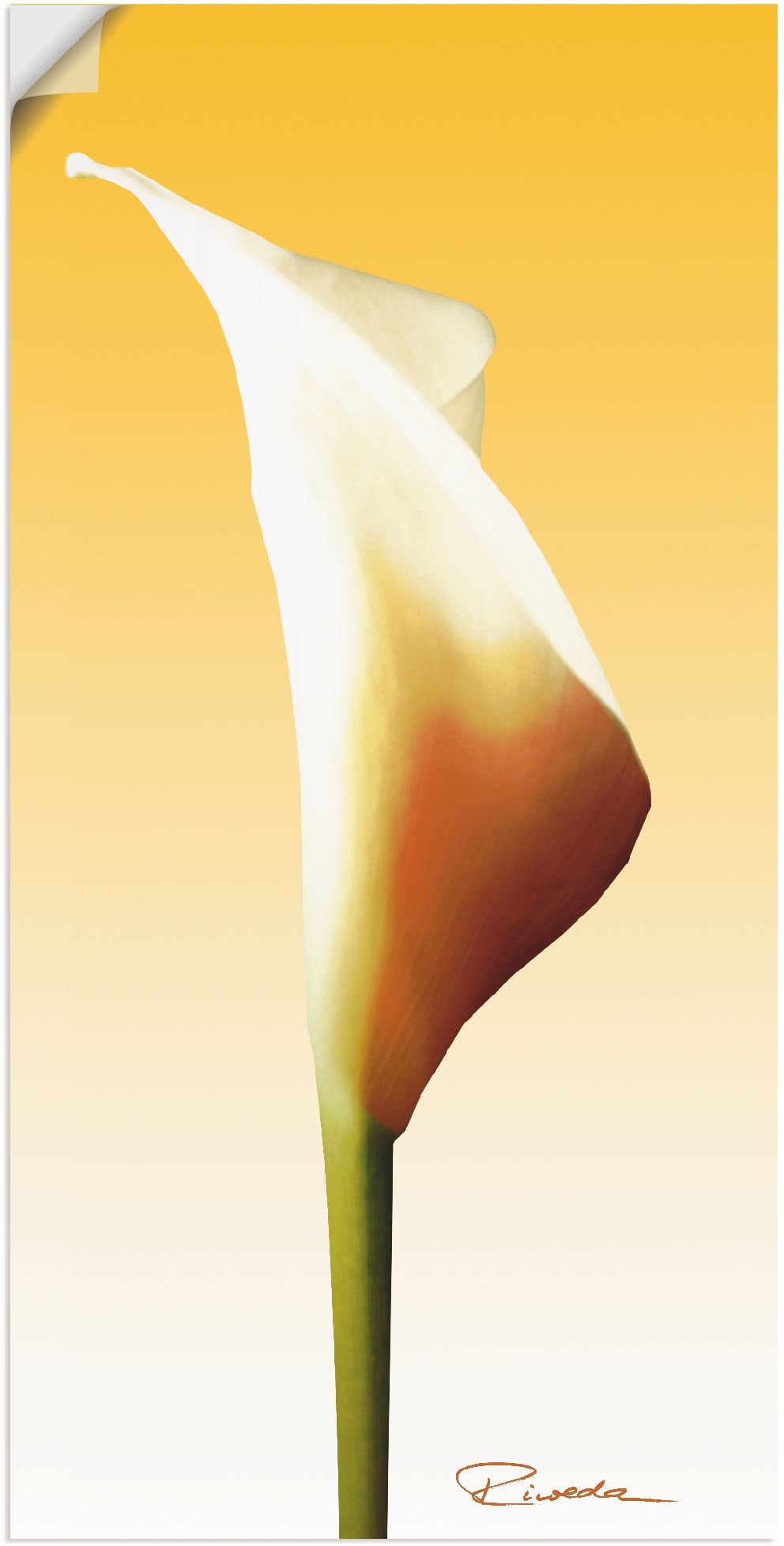 Artland Leinwandbild »Sonnenschein Calla I«, Blumenbilder, (1 St.), auf Keilrahmen gespannt von Artland