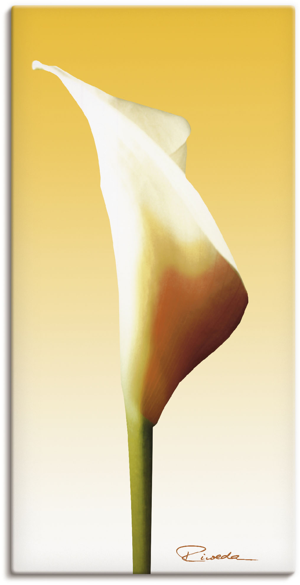 Artland Leinwandbild »Sonnenschein Calla I«, Blumenbilder, (1 St.), auf Keilrahmen gespannt von Artland