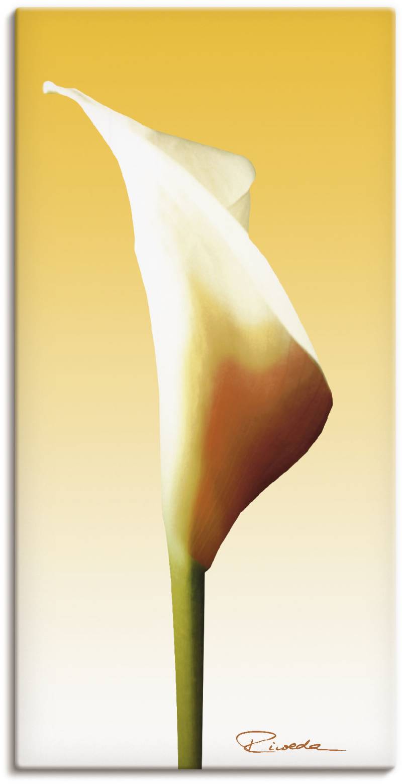 Artland Leinwandbild »Sonnenschein Calla I«, Blumenbilder, (1 St.), auf Keilrahmen gespannt von Artland