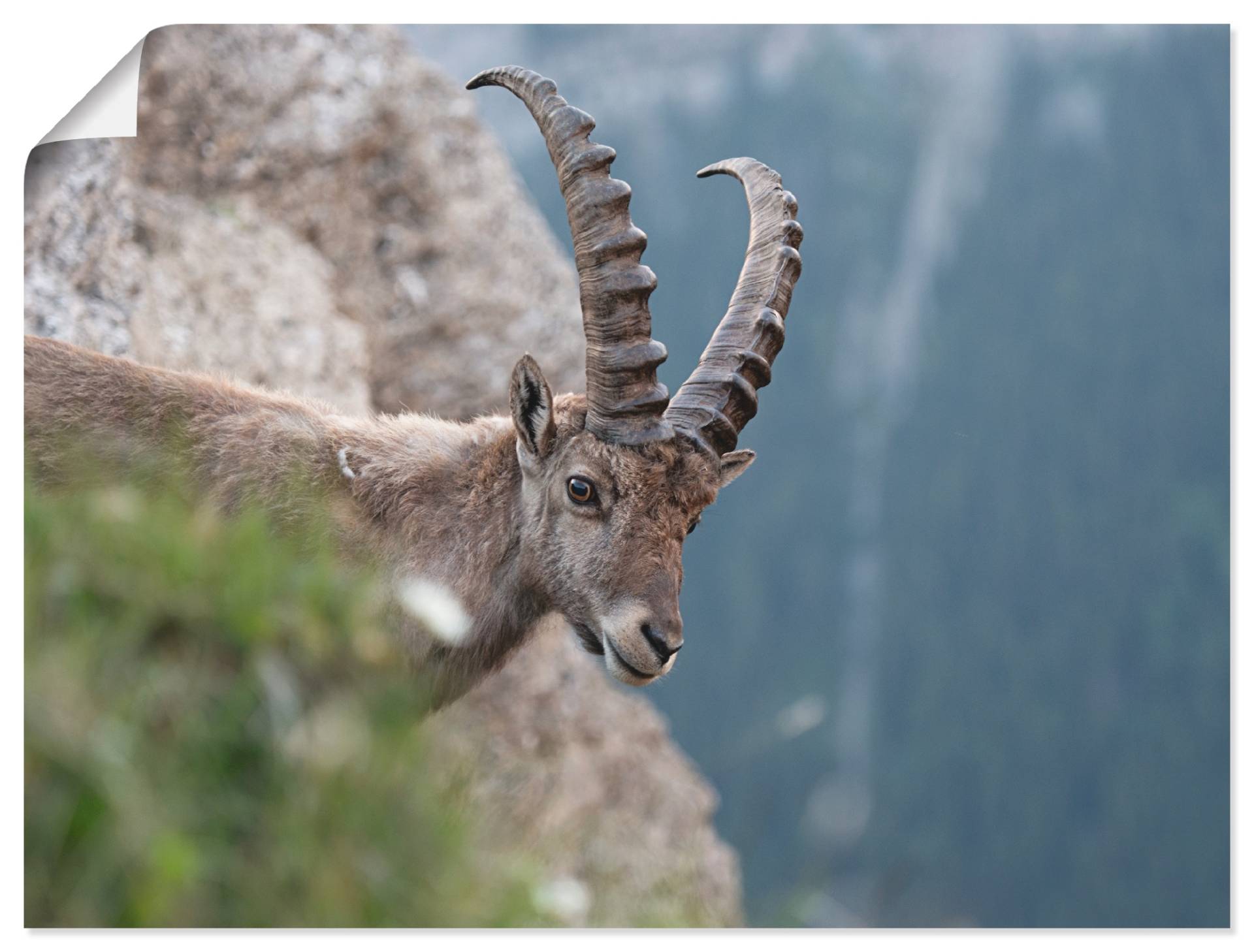 Artland Leinwandbild »Steinbock«, Wildtiere, (1 St.), auf Keilrahmen gespannt von Artland