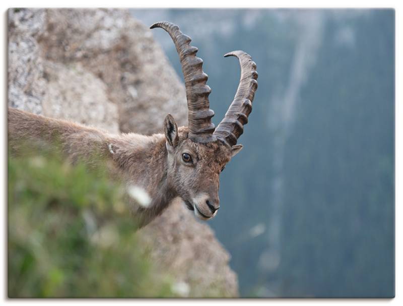 Artland Leinwandbild »Steinbock«, Wildtiere, (1 St.), auf Keilrahmen gespannt von Artland