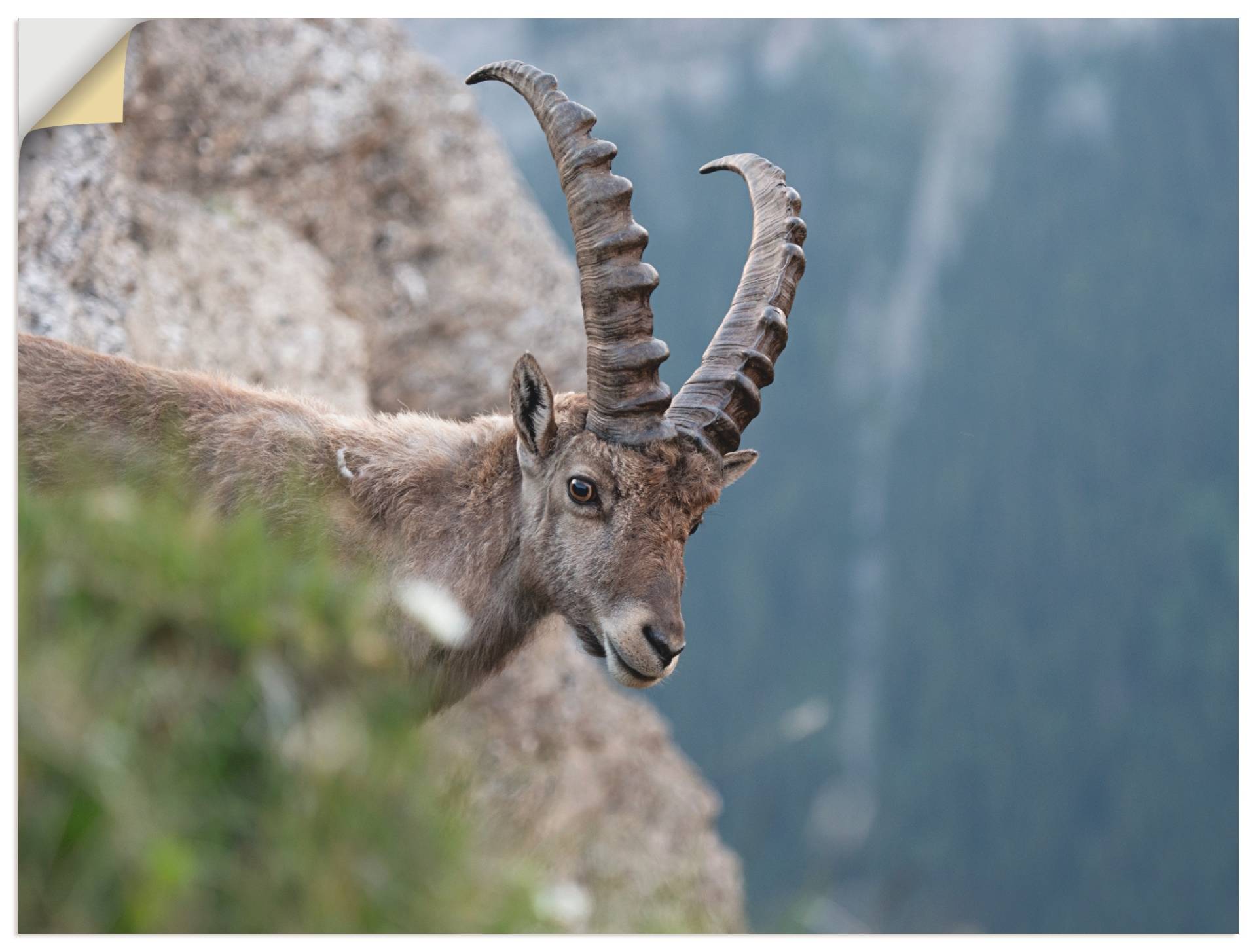 Artland Leinwandbild »Steinbock«, Wildtiere, (1 St.), auf Keilrahmen gespannt von Artland