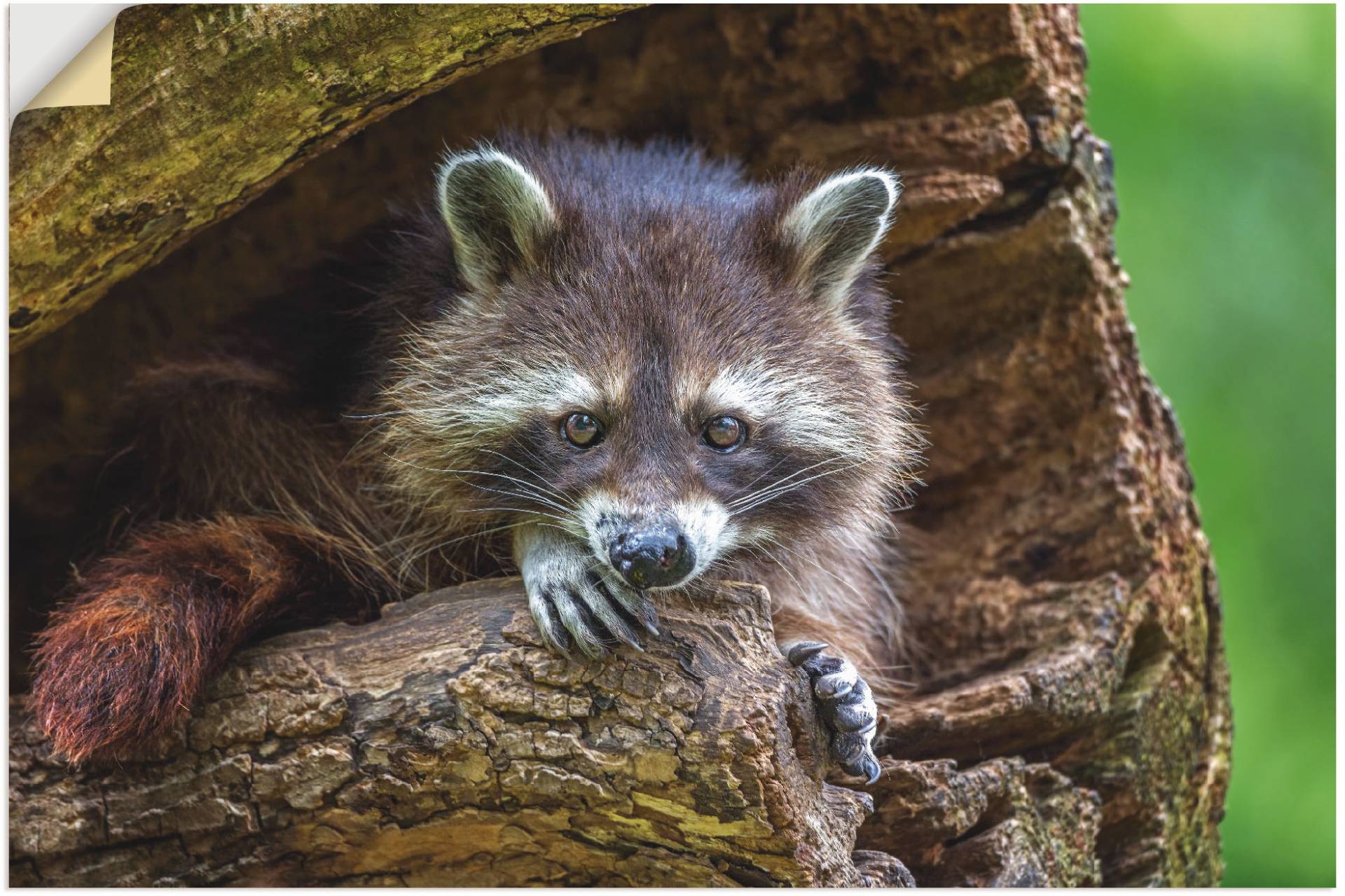 Artland Leinwandbild »Waschbär«, Wildtiere, (1 St.), auf Keilrahmen gespannt von Artland