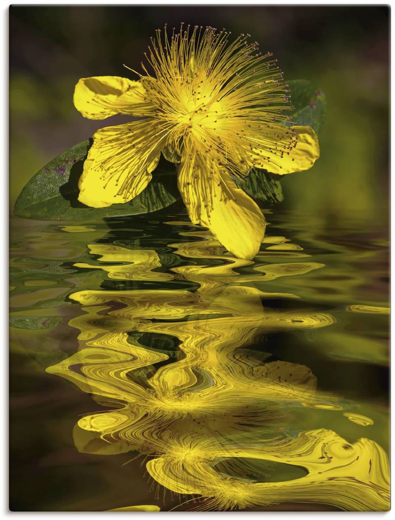 Artland Leinwandbild »Wasserblüte - Johanniskraut«, Spa Bilder, (1 St.), auf Keilrahmen gespannt von Artland