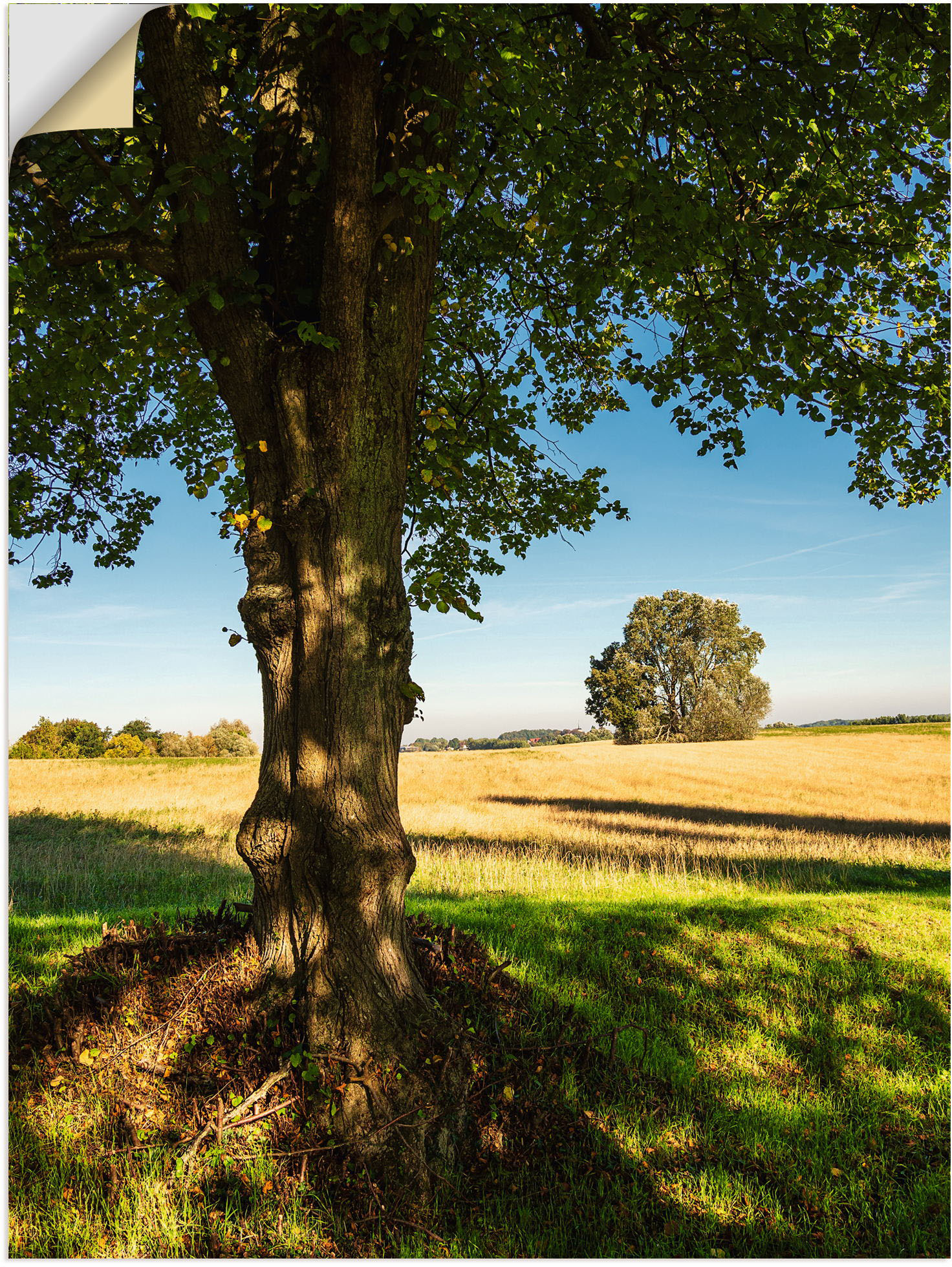 Artland Poster »Feld und Bäumen bei Hohen Demzin«, Felder, (1 St.), als Alubild, Leinwandbild, Wandaufkleber oder Poster in versch. Grössen von Artland